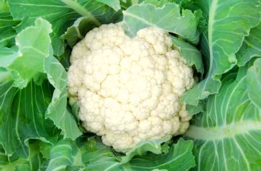 Health Benefits Of Cauliflower In Hindi - गोभी खाते हैं तो आपको हो रहे