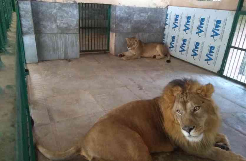sajjangarh bio park video: पिलीकुला की सारा और बेंगलूरू का अली आ रहे हैं करीब, इनकी करीबी दे सकती है उदयपुर को खुशखबरी
