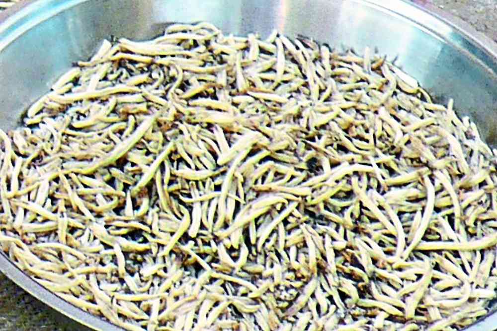 white musli farming in jhadol udaipur