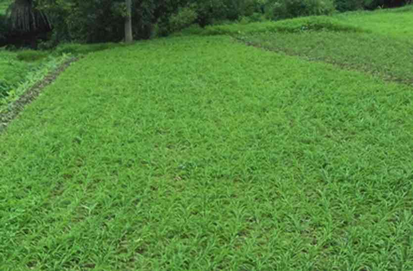 white musli farming in jhadol udaipur उदयपुर: झाड़ोल के इन किसानों की मेहनत की दीजिए दाद, 3500 किसानों ने एक साल में उगाई 13 करोड़ की मूसली