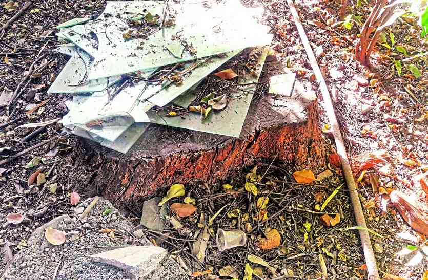Udaipur: SIERT hidden facts about the deforestation उदयपुर: वृक्षों की कटाई को लेकर तथ्यों में किया ये फेरबदल, SIERT ने छिपाए तथ्य, ये तीन केस बता रहे सच्चाई