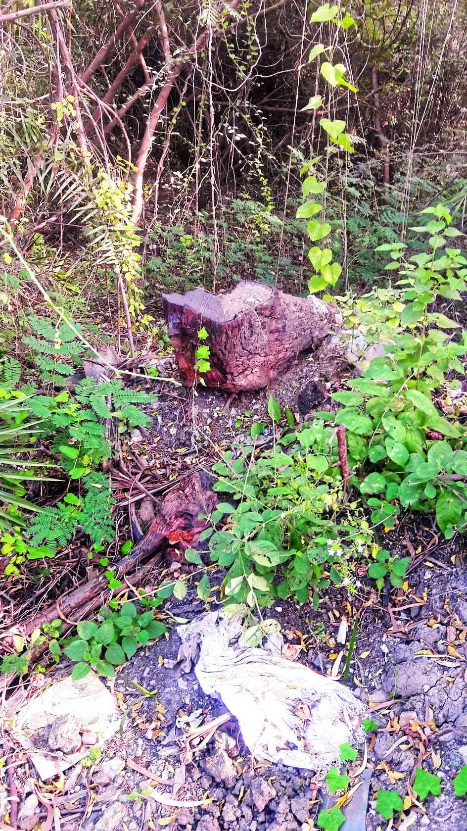 Udaipur: SIERT hidden facts about the deforestation