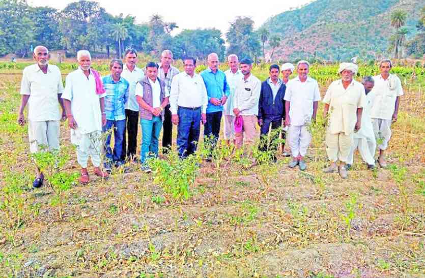 PATRIKA IMPACT: Musli hub at jhadol falasiya udaipur PATRIKA IMPACT: झाड़ोल क्षेत्र में बनेगा मूसली हब, पत्रिका ने उठाई थी किसानों की आवाज