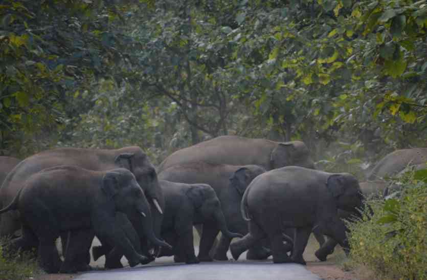 For 23 Hours 75 Elephants Were Just A Kilometer Away From The City 23 घ ट तक 75 ह थ शहर स स र फ एक क ल म टर द र म रत रह च घ ड Patrika News