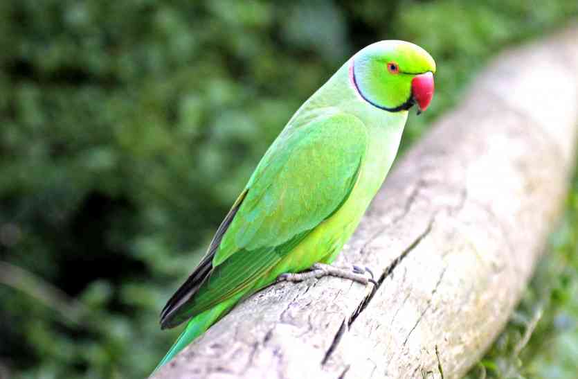 BIRD PARK उदयपुर में बन रहे बर्ड पार्क में तोतों का आशियाना हुआ तैयार, अब एमू की बारी