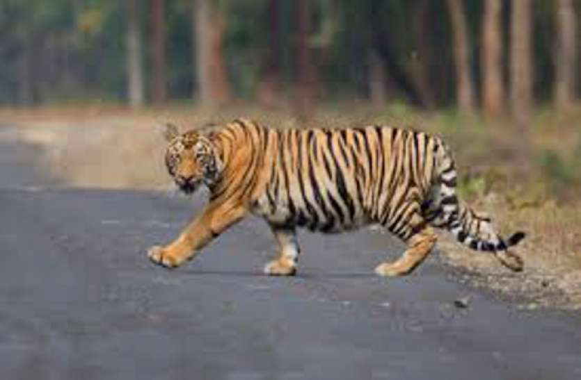 Tigress महाराष्ट्रः नरभक्षी बाघिन की जान बचाने के लिए आगे आए लोग, सुप्रीम कोर्ट में दया याचिका