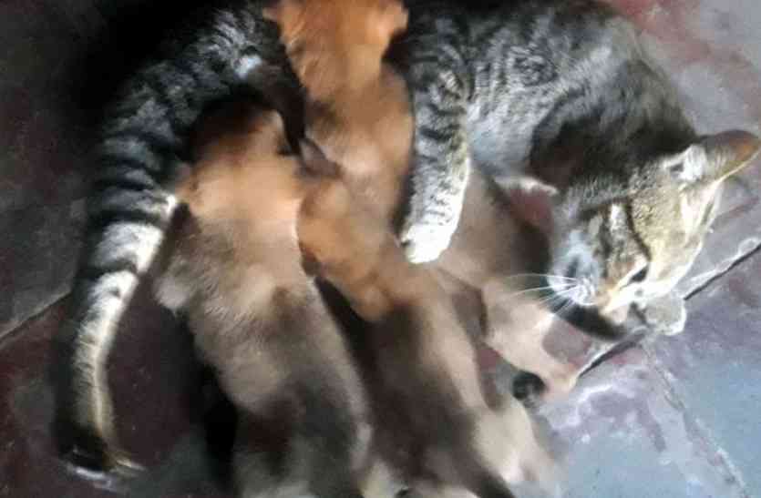 Mother of three cats बिल्ली बनी तीन पिल्लों की धाय मां