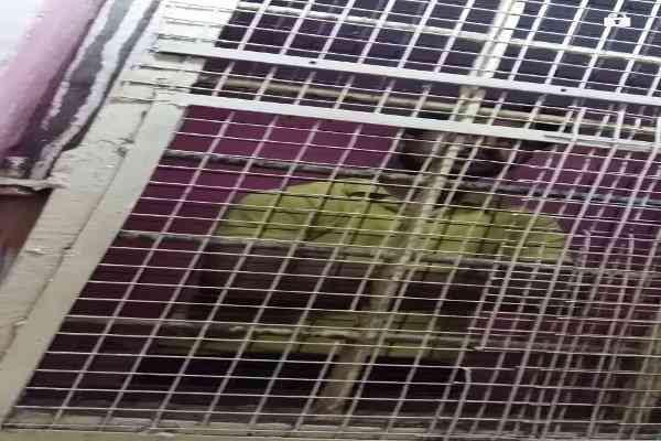 Accused in police custody