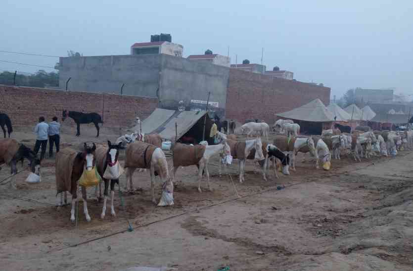 horse fair Video: अश्व मेले में नूकरा मारवाड़ी की पूछ बढ़ी