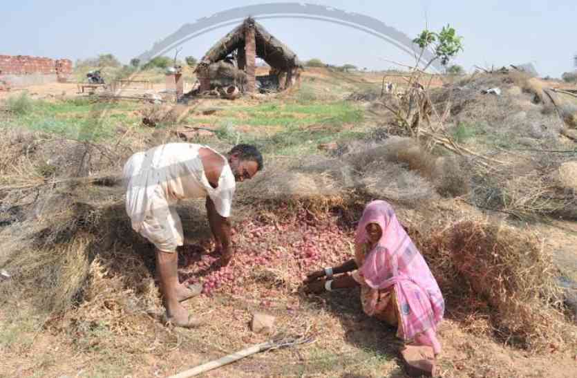 Rajasthan farmers stranded in support price purchase समर्थन मूल्य खरीद में फंसे राजस्थान के किसान, जो बेचा...उसका भुगतान अटका
