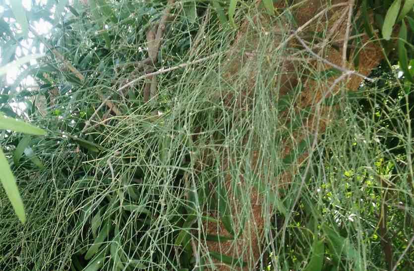 Vanishing plant बीकानेर में मिला 25 साल से लुप्त पौधा, अस्थमा व एलर्जी के लिए भी है उपयोगी
