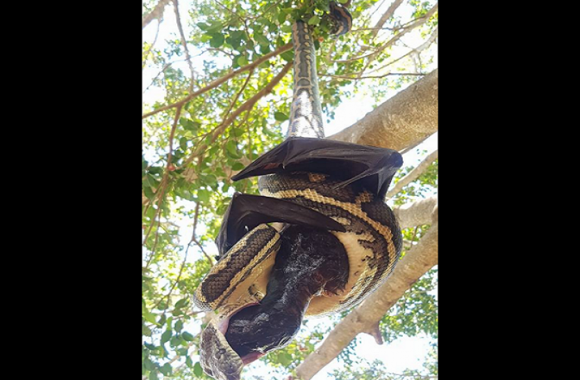 Python OMG: आपने कभी नहीं देखा होगा अजगर को इस तरह से शिकार करते हुए, देखें वीडियो