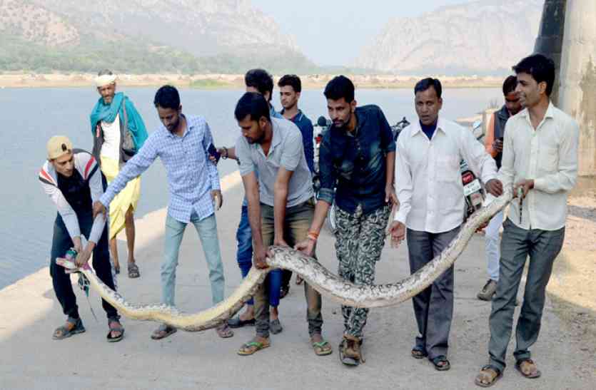 अजगर video: ऐसा क्या है जिस कारण अब बनास में नहाने से कतराने लगे लोग