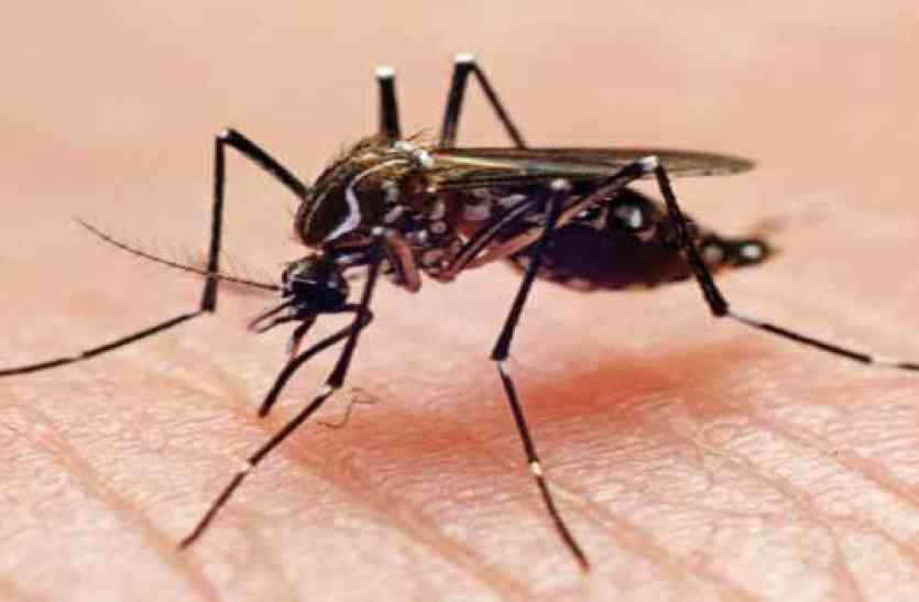 dengue पश्चिम बंगाल में डेंगू से केवल 19 लोगों की ही हुई मृत्यु