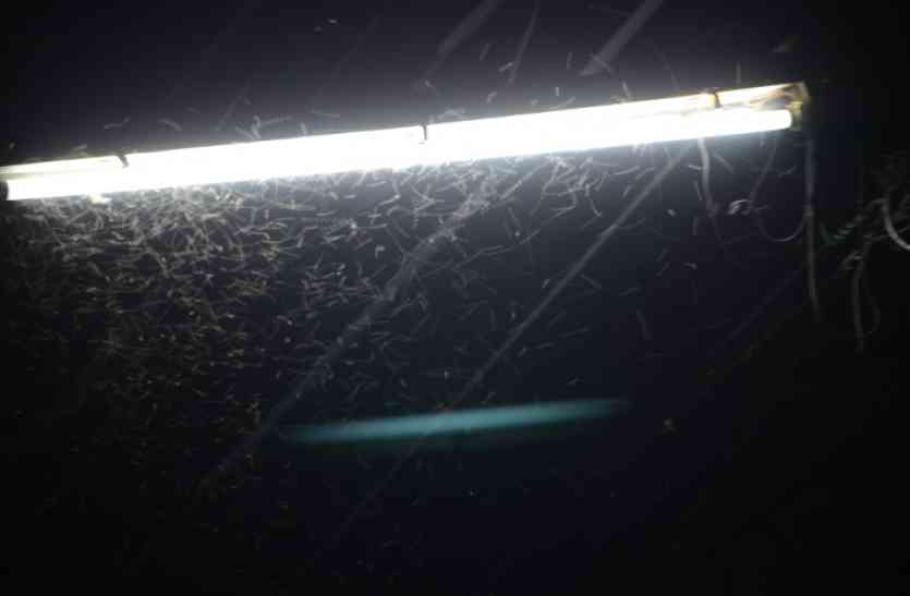 Insects attack OMG! खौफ के साए में जी रहा है ये शहर, रात के अंधेरे में बढ़ जाता है इनका आतंक