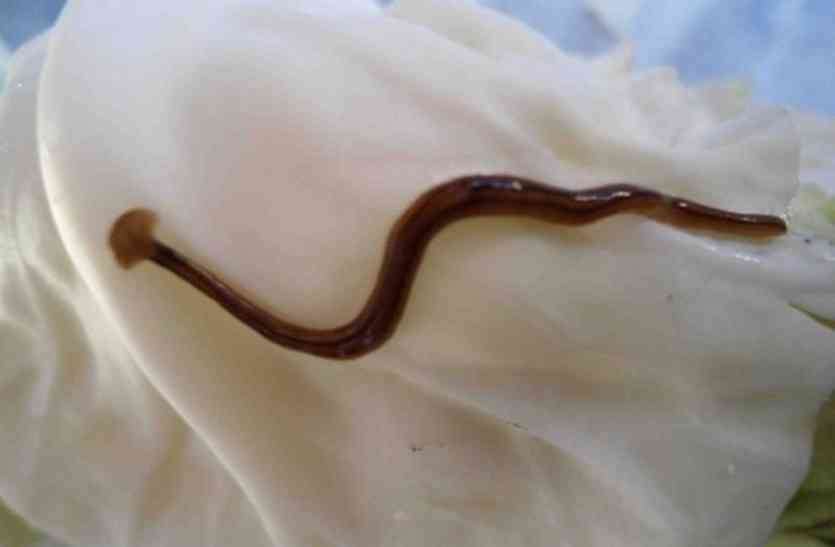 Cast milk palm began to swim caterpillars in khandwa दूध में डाली खजूर तो तैरने लगी इल्लियां