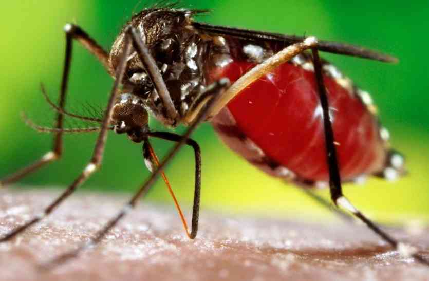 Dengue death in Khandwa खंडवा में डेंगू से मौत, 89 पॉजीटिव मिले