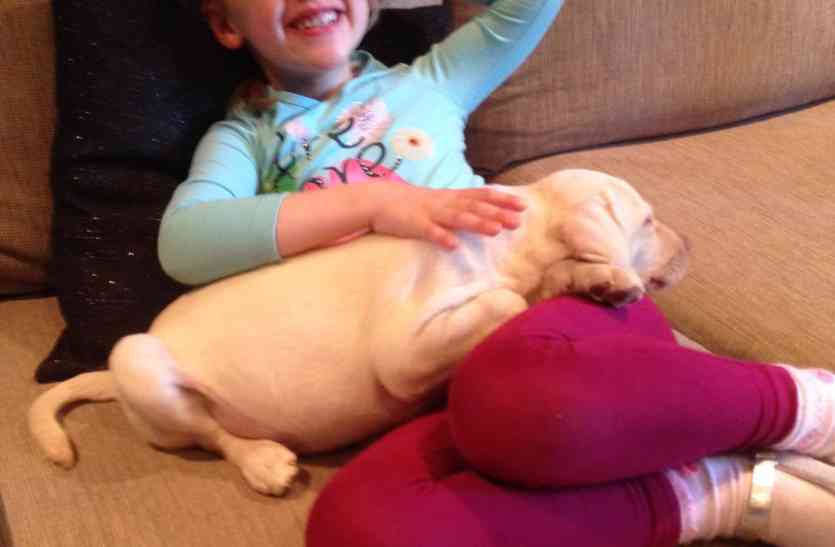 neither ask laptop-ipad nor jewelry just ask back our cute puppy चोरों से न लैपटॉप-आईपैड मांगे, न ज्वैलरी, बस मांगा अपना प्यारा कुत्ता वापस