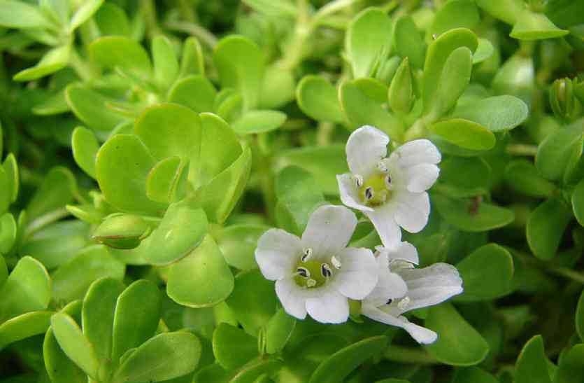 Unique remedy from medicines Herbs ये हैं अनूठे वैद्य: जड़ी-बूटियों से हर रहे सबकी पीड़ा