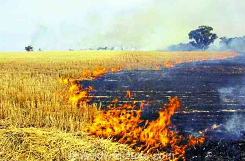 Delhi pollution flame up to Chhattisgarh दिल्ली प्रदूषण की आंच छत्तीसगढ़ तक: पैरा नहीं जलाने पर किसानों को मिलेंगे एक हजार