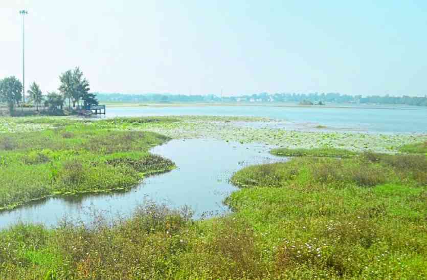 जलकुंभी मुक्त देखने लोगों का सपना, सपना ही रह गया दलपत को जलकुंभी मुक्त देखने लोगों का सपना, सपना ही रह गया, 44 लाख खर्च के बावजूद, जस का तस