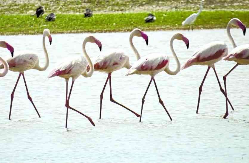 bird village menar udaipur मेहमान परिंदों से गुलजार हुआ बर्ड विलेज मेनार, 17 प्रजातियों के पक्षी पहुंचे