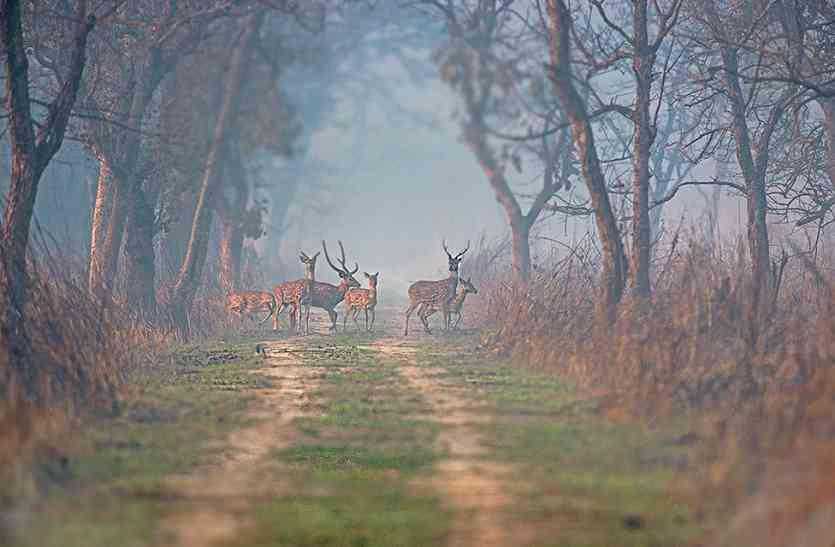 Dudhva national park reopen 15 नवंबर को पुनः खुलेगा दुधवा नेशनल पार्क, ये हैं घूमने की दरें