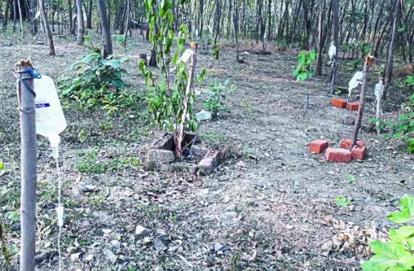 Trees are also given drip treatment अजब-गजब : यहां ड्रिप चढ़ाकर पौधों को दिया जाता है नया जीवन...देखें वीडियो