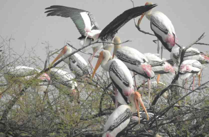 migratory-birds-making-nests-in-sorosan-century