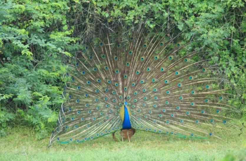 Peacock Counting In Jodhpur म र प ख क अ ध ध ध ब क र क ब द च त वन व भ ग पहल ब र ह ग म र क गणन Patrika News