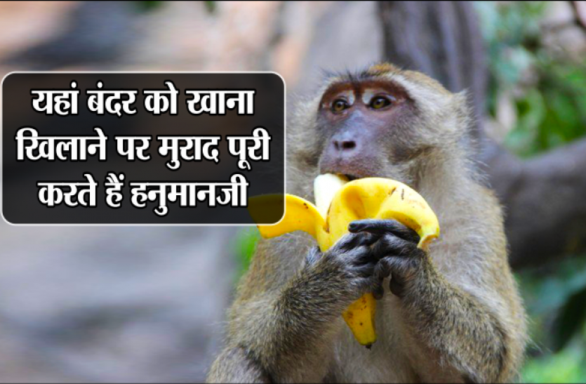 hanumanji MP के इस स्थान पर हनुमानजी खुद लगाते हैं दरबार, बंदरों को खाना खिलाने पर पूरी होती है मुराद