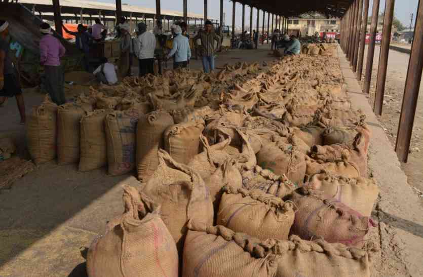 News, Morena Hindi News, Mp Hindi News, Millet, Farmer, Morena, Transmission system bad, support price किसानों को 1100 रुपए क्विंटल में बेचना पड़ रहा बाजरा