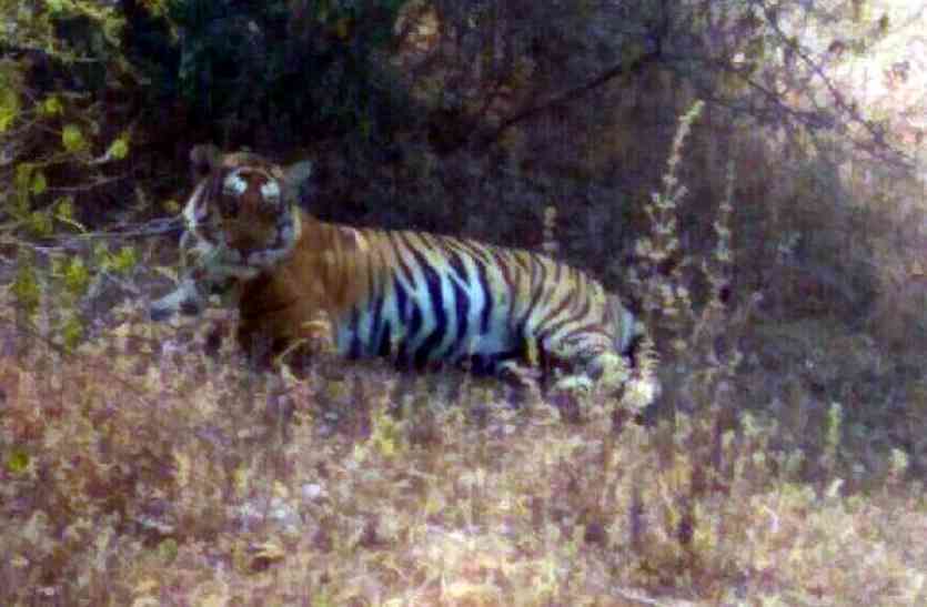 one tigers appear together on Panna-Amanganj main road सड़क किनारे आराम फरमाते दिखे वनराज, आए दिन दिखते है इन रास्तों पर