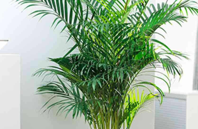 this Plants insert in house and get pollution free home घर को बनाना चाहते हैं प्रदूषण मुक्त, तो जरूर लगाएं ये पौधे