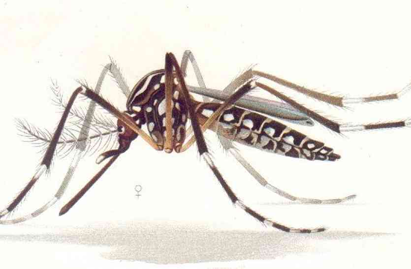 Mosquitoes मच्छरों की भरमार, पूरे शहर में हो फोगिंग