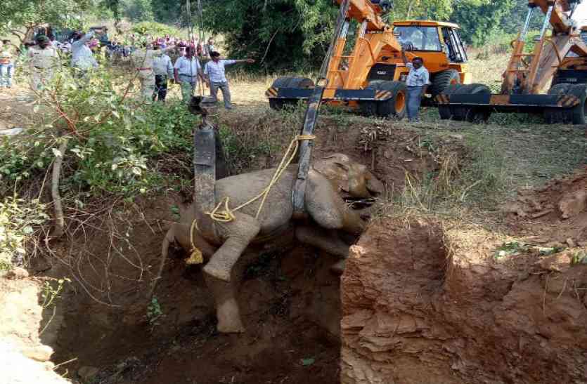 Elephant removed by crane ऑपरेशन पद्मावती चलाकर 41 घंटे बाद कुएं से ऐसे निकाला गया हाथी, पिछला पैर है फ्रैक्चर- देखें Video