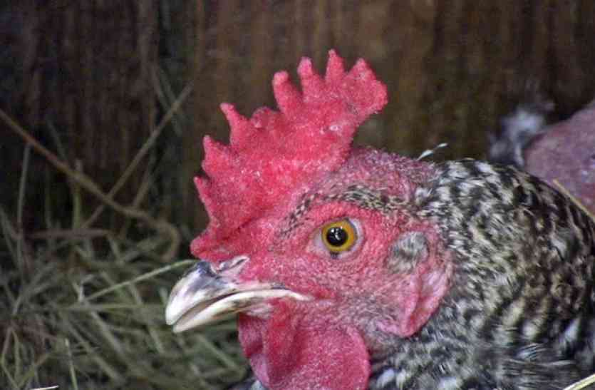 assaulting hen shocking : 14 साल के लड़के ने पड़ोसी की मुर्गी चुराकर किया ये गंदा काम... गिरफ्तार