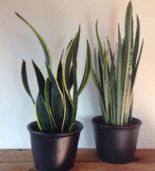 this Plants insert in house and get pollution free home