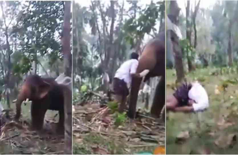 kerala man hit by elephant बाहुबली बनने की कर रहा था कोशिश लेकिन उल्टा पड़ा दांव, हुआ ये हाल