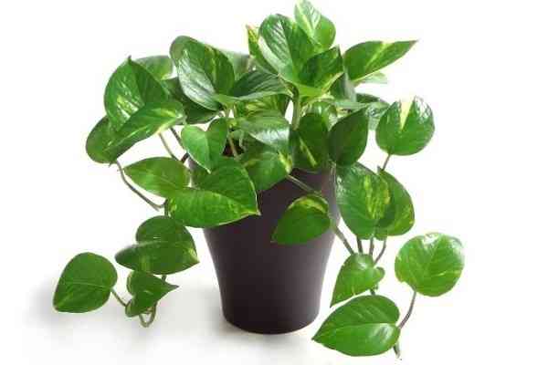 this Plants insert in house and get pollution free home
