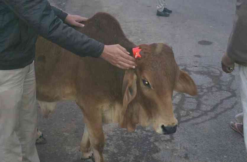 stickers Video : धुंध में हादसे रोकने को पशुओं के लगाए स्टीकर