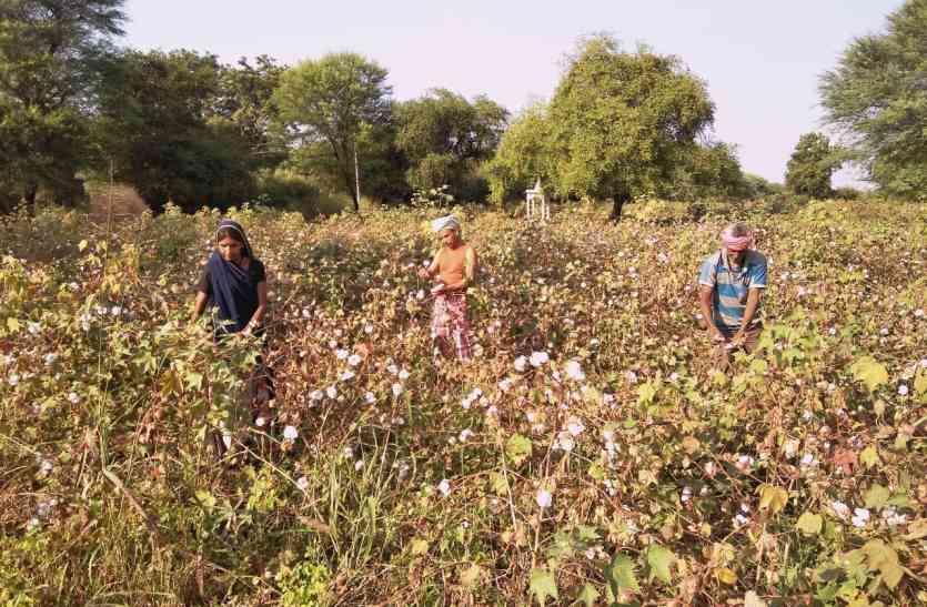 rajsamand news Farmer insurance: बीमा के नाम पर ठगा जा रहा किसान, नहीं मिल पाता पूरा क्लेम