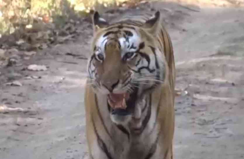 Tiger Dudhwa National Reserve दुधवा नेशनल पार्क के लिए बाघों को लेकर नया अभियान, कैमरे में दिखाएंगे...