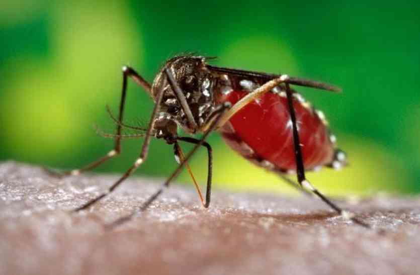 dengue डेंगू व अज्ञात ज्वर से और 3 की मौत