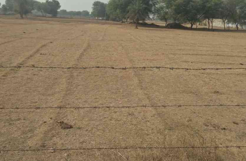 dausa agriculture फीकी रहेगी काले सोने में चमक