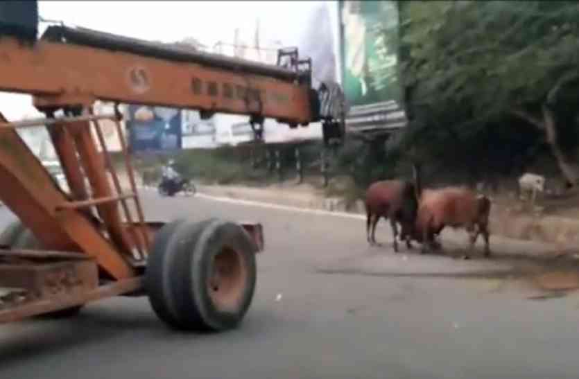 Bull fight video in Kanpur UP Hindi News दो साडों की ऐसी जंग नहीं देखी होगी आपने, इलाके में घंटों मचा रहा कोहराम, फिर क्रेन से दोनों को...