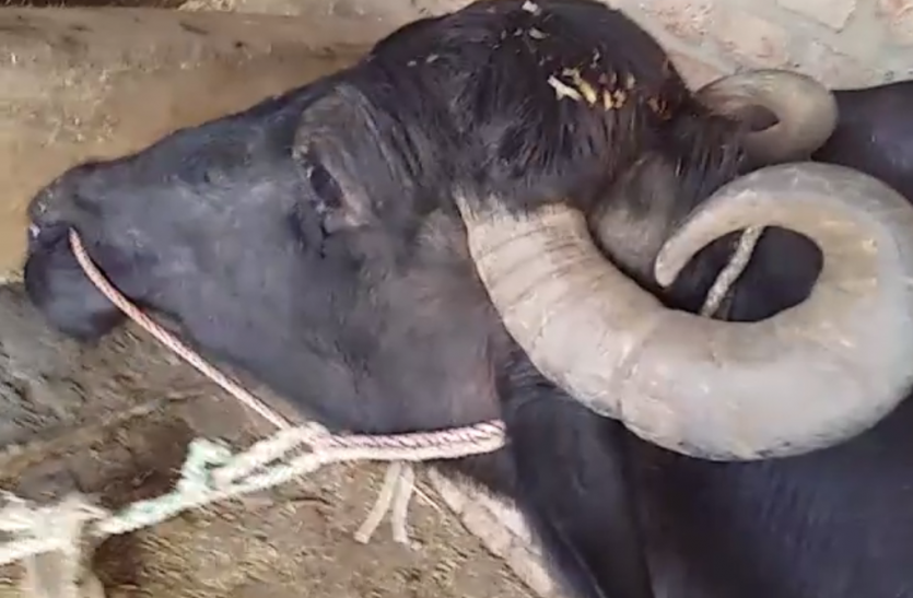 Buffalo गुस्साई भैंस ने बच्चे को उठाकर पटका, पुलिस ने केस दर्जकर किया गिरफ्तार
