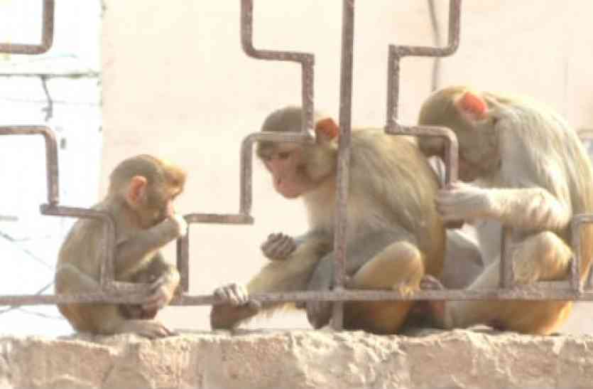 monkey मथुरा में मेयर से बस छोटी सी मांग, बंदरों से निजात दिलाने पर मिलेंगे वोट