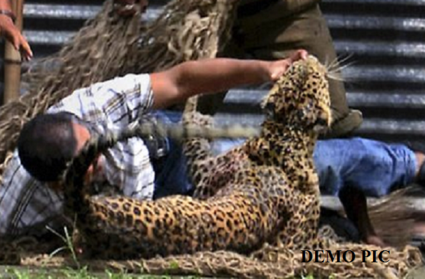 fight with leopard 60 साल का बुजुर्ग फौजी परिवार की खातिर भीड़ गया तेंदुए से, जानिए फिर क्या हुआ