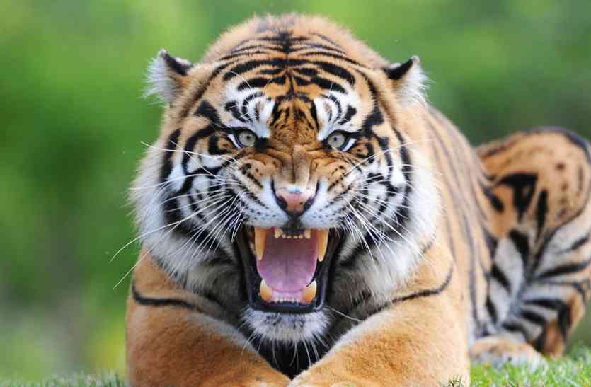 tiger, forest, tiger news, mp tiger, attack, death, sehore news, patrika news, mp patrika news, सावधान! चार टाइगरों का मिला मूवमेंट, मासूम पर हुआ हमला तो ग्रामीणों में फैली दहशत, जानिए क्या है खतरा...